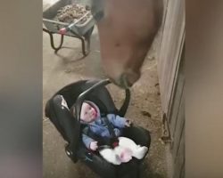 Horse’s fatherly instincts kick in to help take care of fussy baby