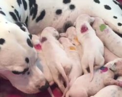 Vet says Dalmatian mama will have 3 pups, but mother nature has other ideas