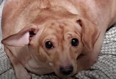 Faith The Chiweenie Ballooned To 30 Pounds Before Someone Could Intervene