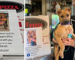 To Help Shelter Dogs Be Adopted, A Pizza Restaurant Prints Images Of Them On Pizza Boxes