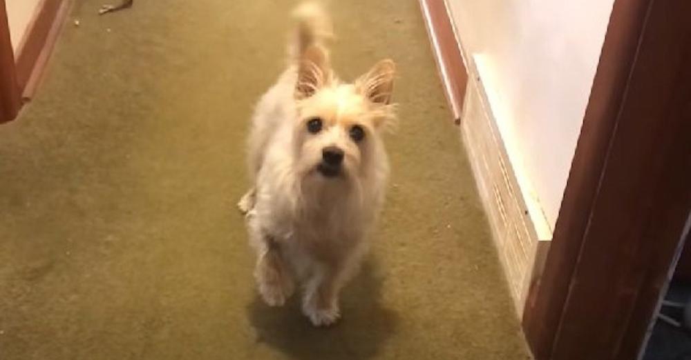 Dog Fakes Limp But Does The Funniest Thing When Dad Suggests He Can’t Go For A Walk