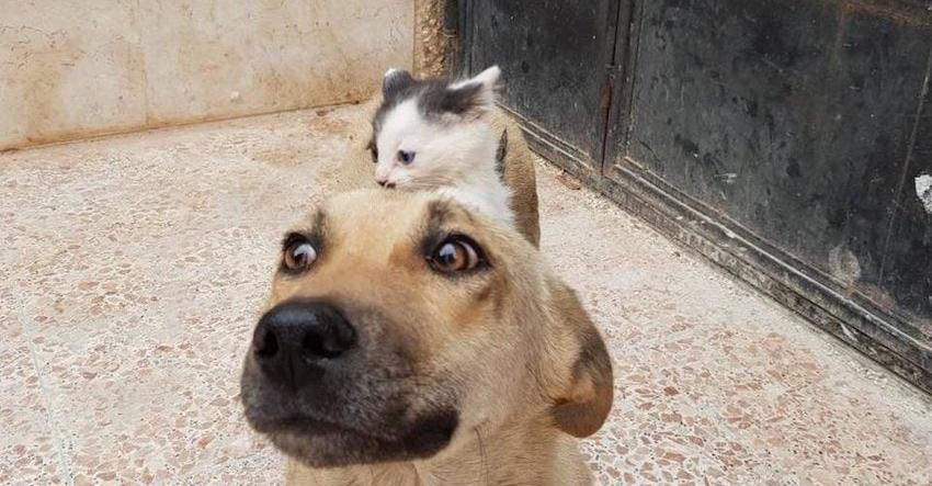 Orphaned Kitten Persuades Street Dog Who Lost Her Puppies To Adopt Her