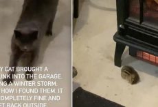 Cat Brings Freezing Chipmunk Inside To Warm Up In Front Of the Fire
