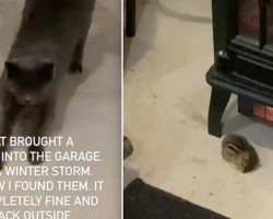 Cat Brings Freezing Chipmunk Inside To Warm Up In Front Of the Fire