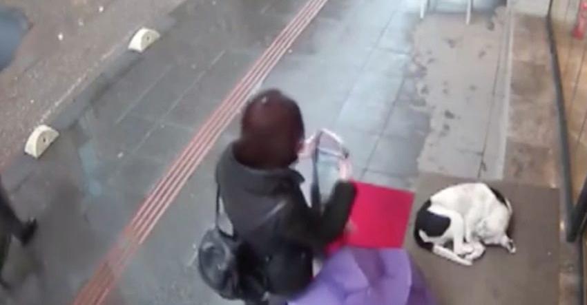 Woman Sees Stray Dog Shivering In The Cold And Gives Him Her Scarf