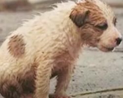 The Puppy Was Shoved Out the Door, Sitting in the Pouring Rain and Crying Bitterly