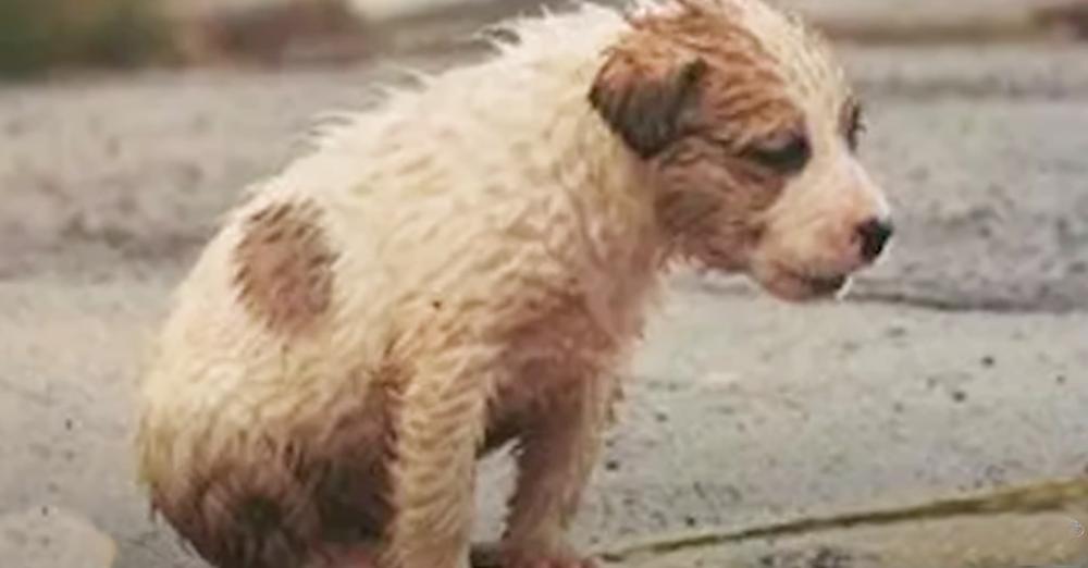 The Puppy Was Shoved Out the Door, Sitting in the Pouring Rain and Crying Bitterly