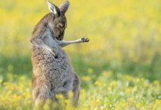 Winners of This Year’s Comedy Wildlife Photography Awards Deliver The Laughs