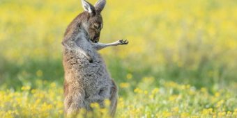 Winners of This Year’s Comedy Wildlife Photography Awards Deliver The Laughs