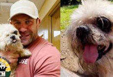 Senior Shih Tzu Close to Being Put Down Rescued Just In Time