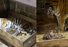 St. Louis Zoo celebrates birth of three critically endangered Amur tiger cubs, one of rarest big cats in the world