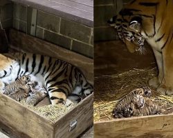 St. Louis Zoo celebrates birth of three critically endangered Amur tiger cubs, one of rarest big cats in the world