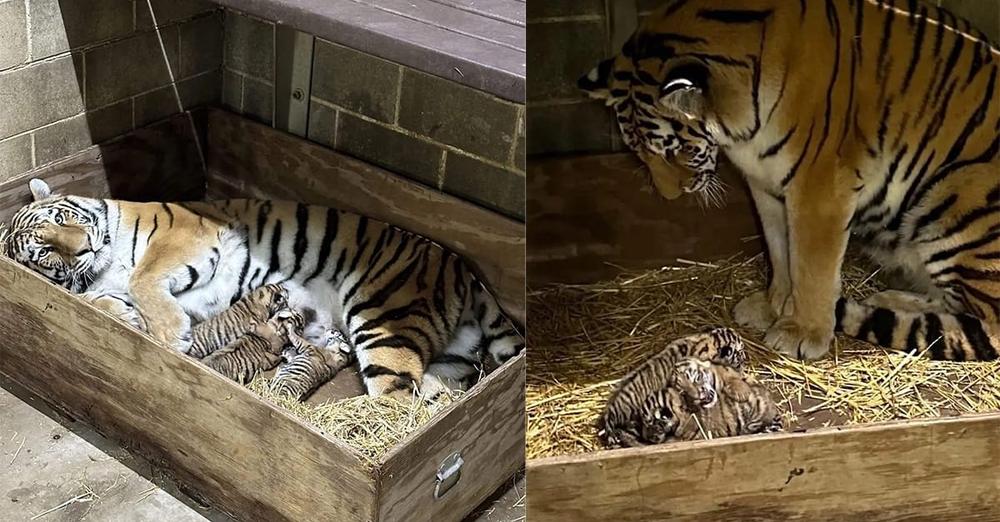 St. Louis Zoo celebrates birth of three critically endangered Amur tiger cubs, one of rarest big cats in the world