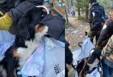 Hikers find scared, injured lost dog on trail — go the extra mile to get her to safety