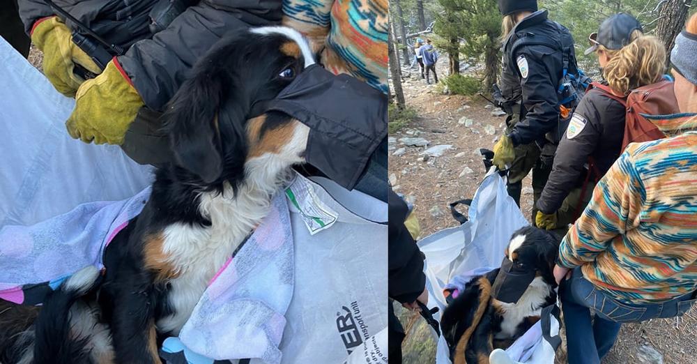 Hikers find scared, injured lost dog on trail — go the extra mile to get her to safety