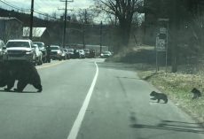 Mama Bear Struggles To Get All Of Her Cubs To Cross The Street Together