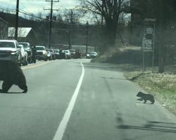 Mama Bear Struggles To Get All Of Her Cubs To Cross The Street Together