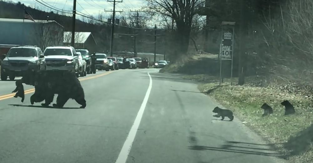 Mama Bear Struggles To Get All Of Her Cubs To Cross The Street Together