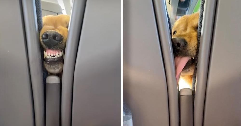Woman Is Thoroughly Entertained On Train Ride By One Hungry Passenger