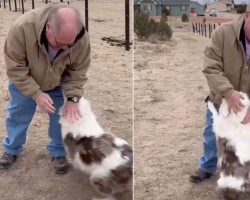 Grandpa Reunites With Daughter’s Deaf And Blind Dog After One Year Apart