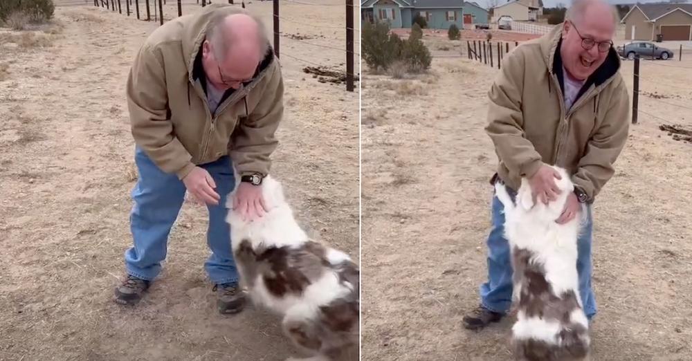 Grandpa Reunites With Daughter’s Deaf And Blind Dog After One Year Apart