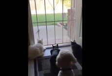 Short video shows the hilarious difference between cats and dogs