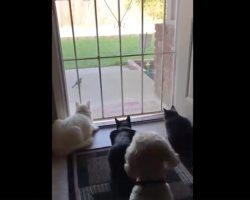 Short video shows the hilarious difference between cats and dogs