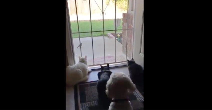 Short video shows the hilarious difference between cats and dogs