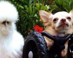 Two-legged Chihuahua and Rescued Chicken Have the Most Heartwarming Friendship