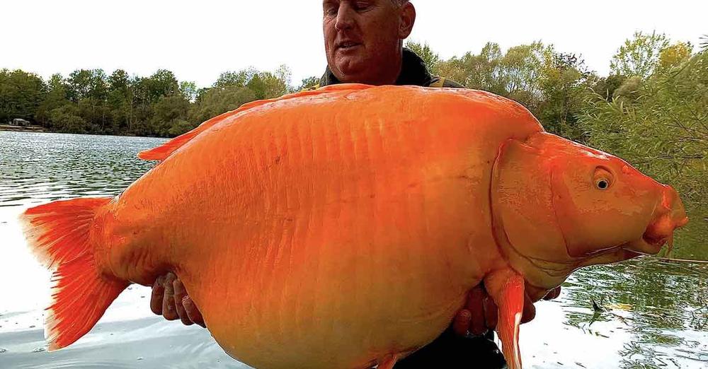 Angler Reels In Monster ‘Goldfish’ Called ‘The Carrot’