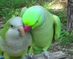 Indian Ringneck Parrot Adorably Flirts With Girlfriend