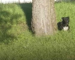 Pit Bull Waits Months By Side of Road For People Who Abandoned Her