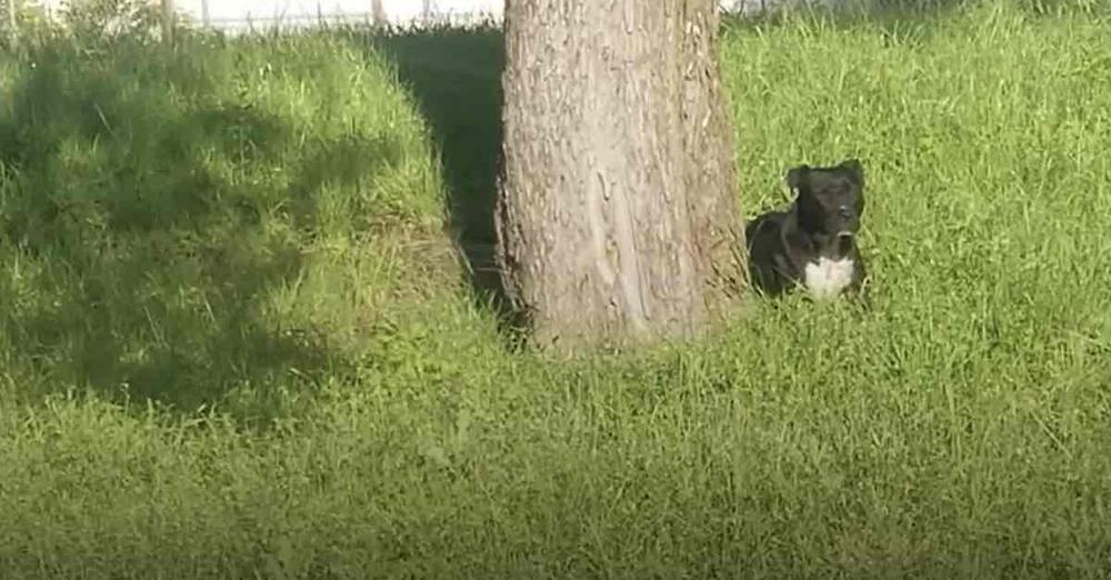 Pit Bull Waits Months By Side of Road For People Who Abandoned Her