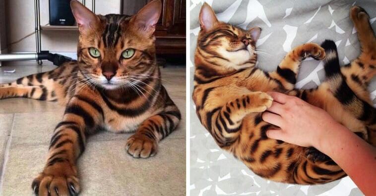 Meet Thor, the most beautiful bengal cat in the world