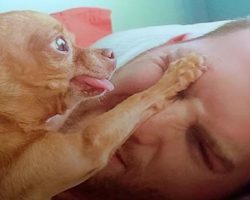 Cranky Little Dog Doesn’t Want To Share His Dad With Anyone