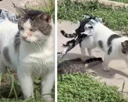 Young Girl Convinces Feral Cat Stuck in Plastic to Trust Her