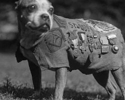 Stray Dog Sergeant Stubby Became America’s First And Most Decorated War Dog