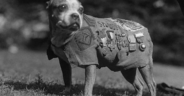 Stray Dog Sergeant Stubby Became America’s First And Most Decorated War Dog