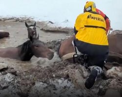 Four Terrified Horses That Fell Into Icy Pond Saved By Community Effort