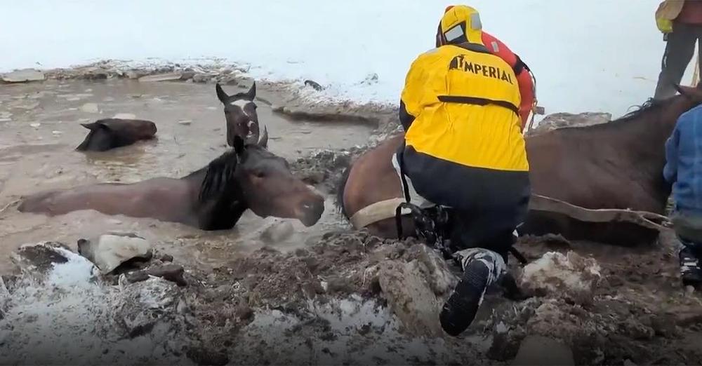 Four Terrified Horses That Fell Into Icy Pond Saved By Community Effort
