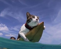 Water-loving cat loves surfing with dad in Hawaii