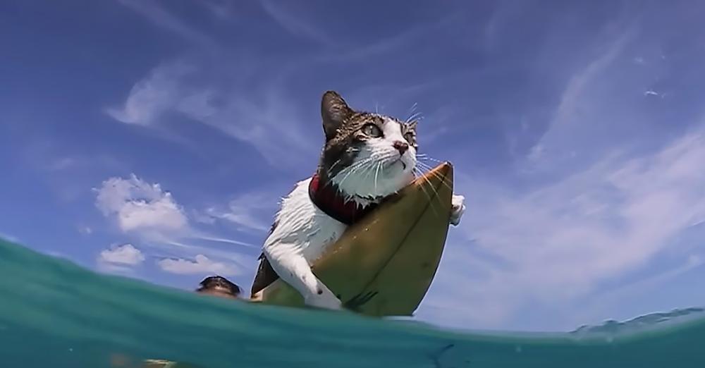 Water-loving cat loves surfing with dad in Hawaii