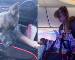 Woman gets kicked off flight just for petting her newly-adopted dog