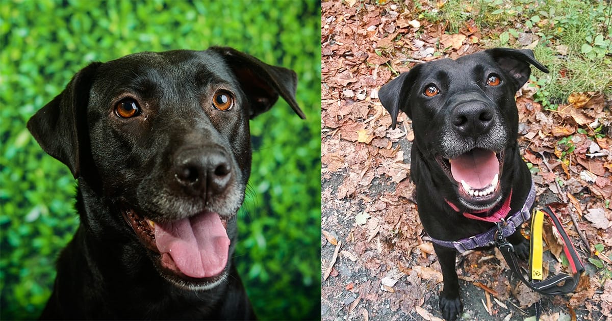 5-year-old dog was shelter’s longest resident — finally gets adopted after 1,000 days