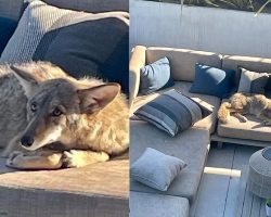 Homeowner finds “couch potato” coyote making himself at home on patio furniture