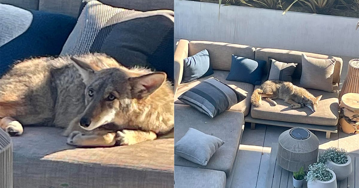 Homeowner finds “couch potato” coyote making himself at home on patio furniture