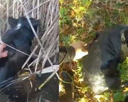 Police officers brave freezing waters to rescue blind border collie from pond — thank you