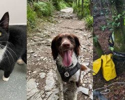 Smart dog leads owner to find missing cat trapped in 100-foot mine shaft