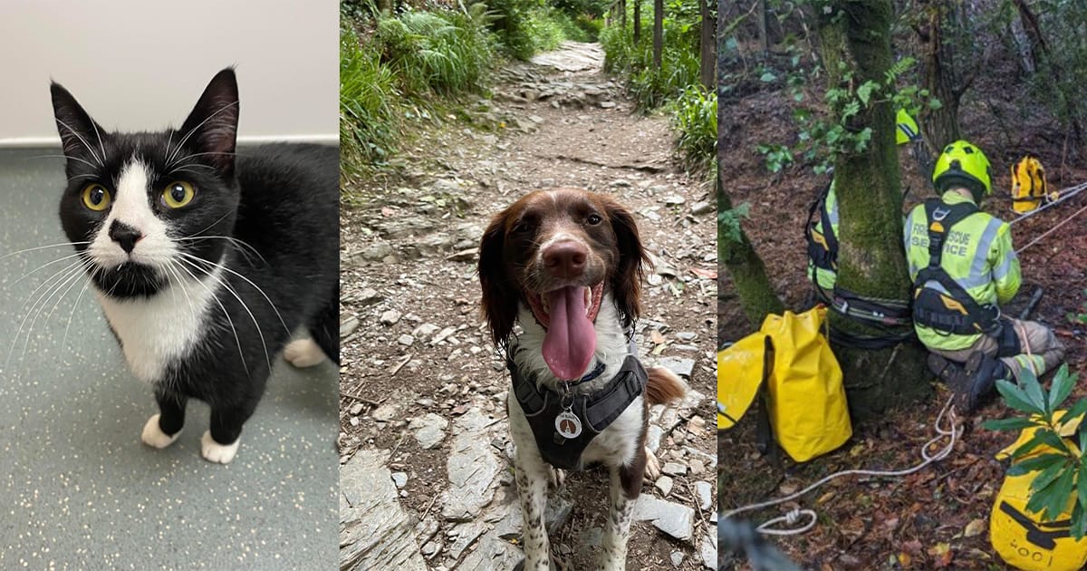 Smart dog leads owner to find missing cat trapped in 100-foot mine shaft