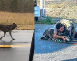 Wolf-dog hybrid on the loose for days in California finally found, reunited with owner